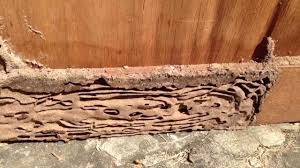 lemn atacat de termite